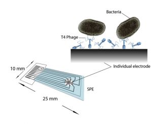When electrodes are exposed to bacteria, the breakdown of bacteria by the phage results in a measurable change in the electrical potential of the circuit. 